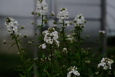Hesperis matronalis var. albiflora (Dame&