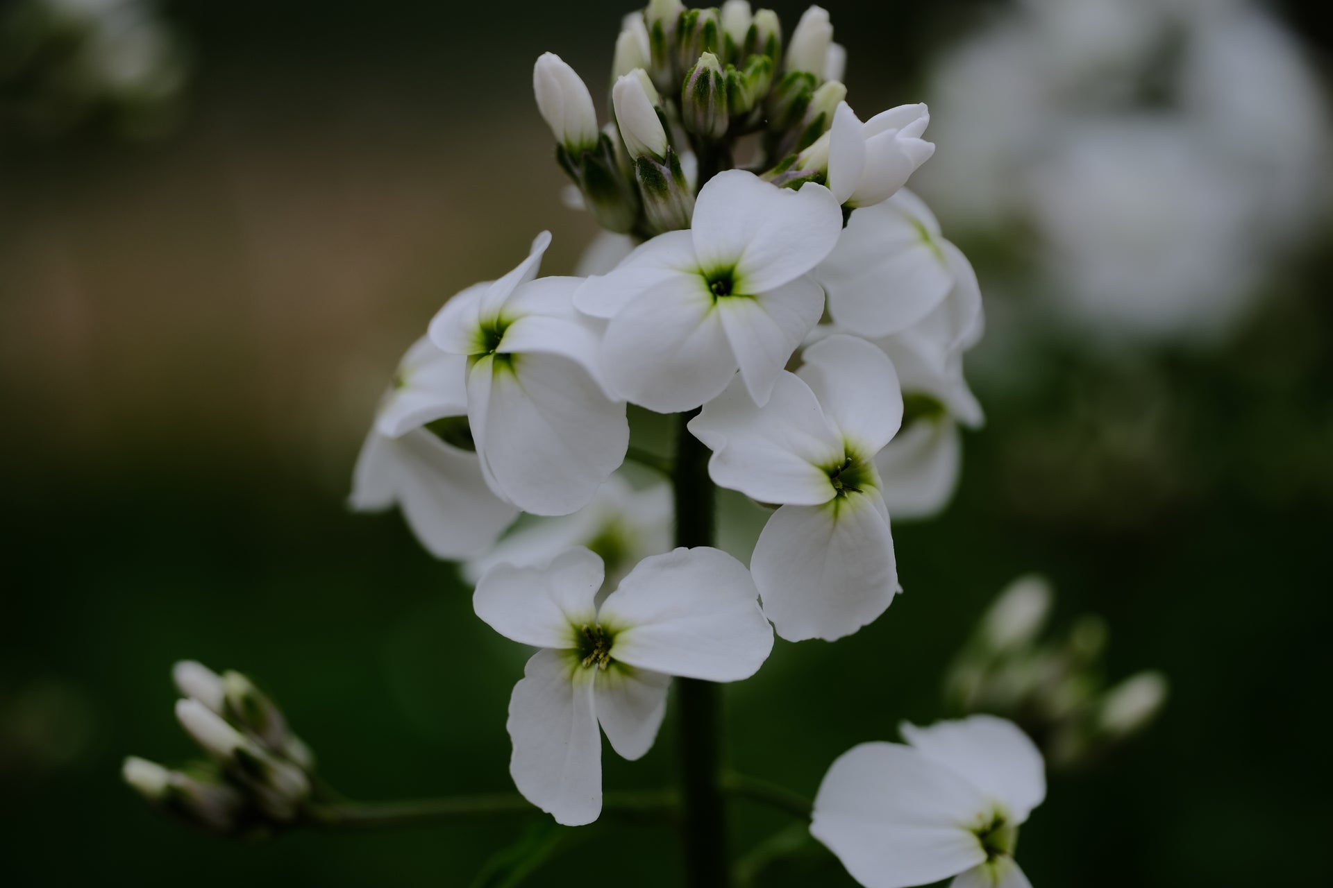 hesperis plant Hesperis matronalis var. albiflora | dame's rocket