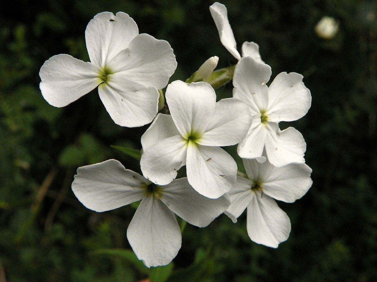 Hesperis matronalis var. albiflora (dame&