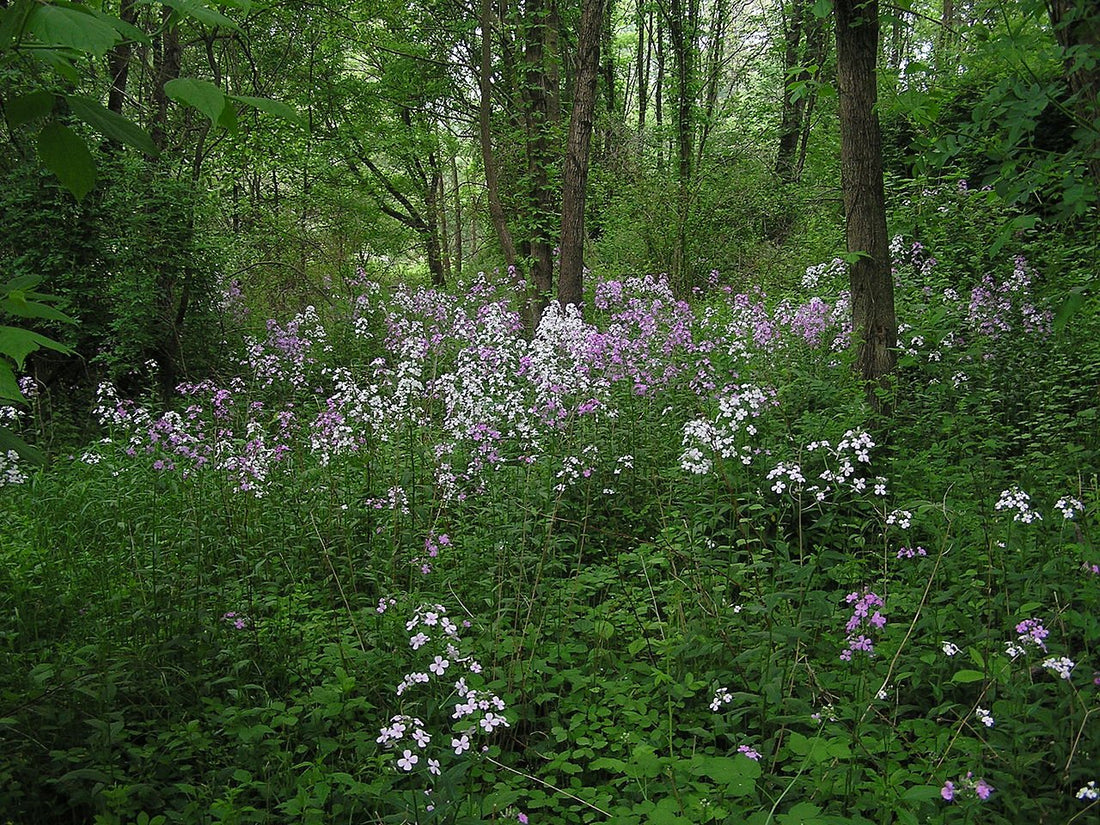 Hesperis matronalis var. albiflora (dame&