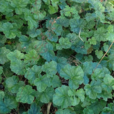 Heuchera americana (American alumroot) foliage