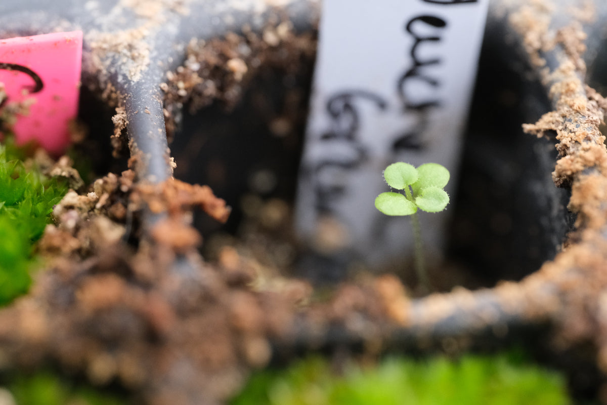 Heuchera cylindrica seedling