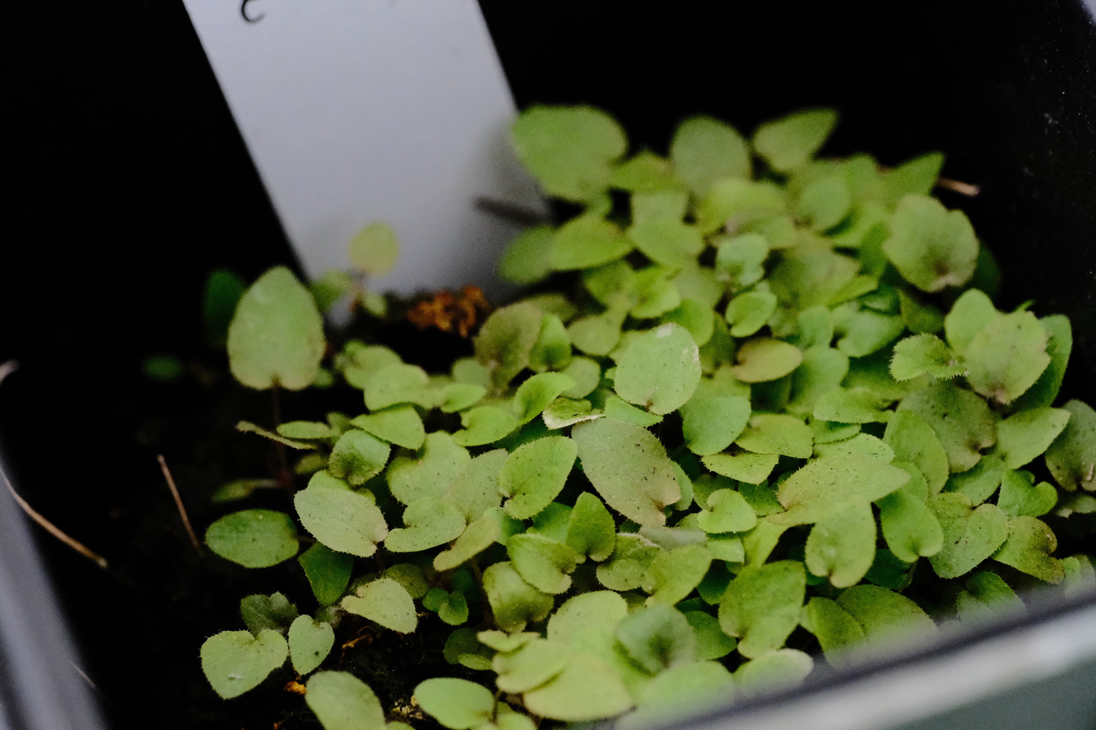 Heuchera longiflora seedlings at The Old Dairy Nursery