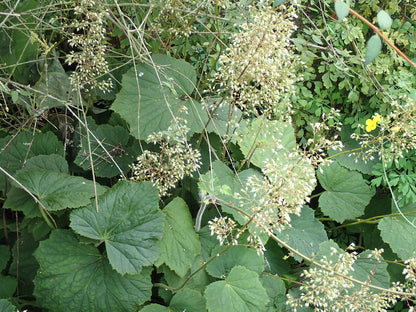 Heuchera villosa (hairy alumroot) foliage and flowers