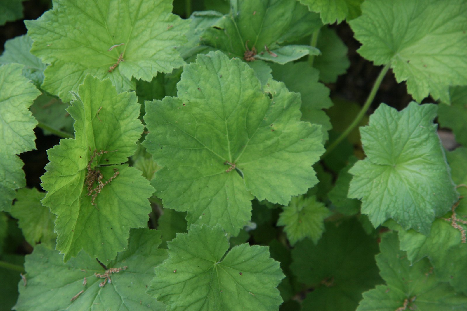 Heuchera villosa (hairy alumroot) foliage