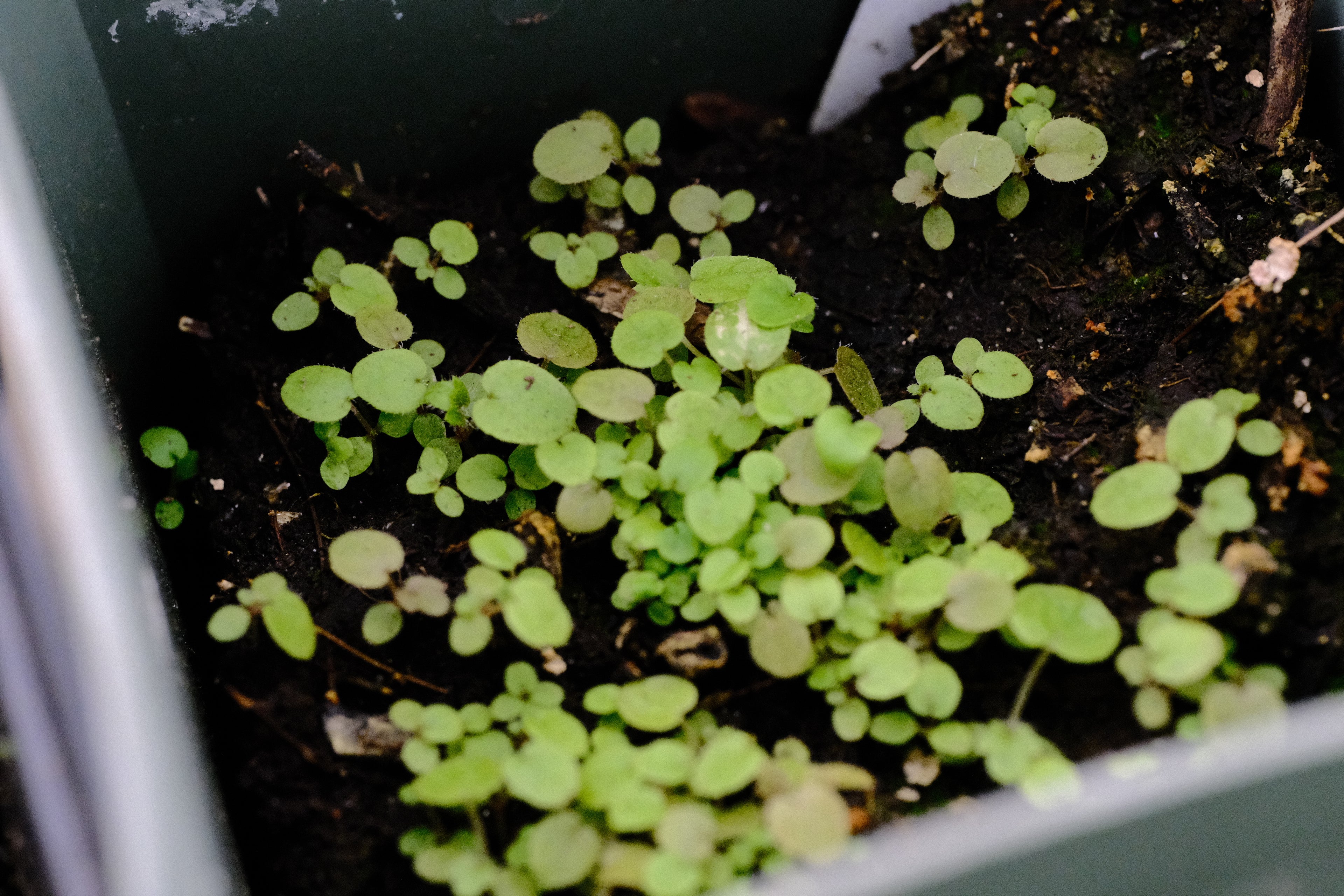 Heuchera villosa seedlings at The Old Dairy Nursery