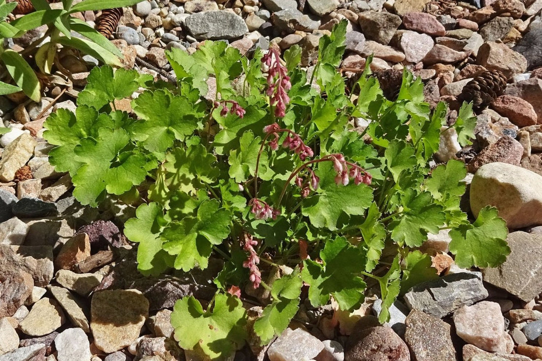 Heuchera pulchella (miniature coralbells) in bloom