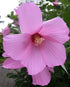 Hibiscus moscheutos subsp. palustris (swamp rose mallow)