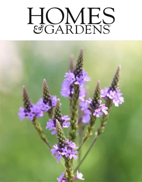 HOMES & GARDENS: Growing Verbena from Seed by Thomas Rutter