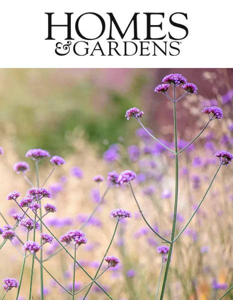 HOMES & GARDENS: How to Grow Verbena by Thomas Rutter