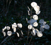 Lunaria annua &