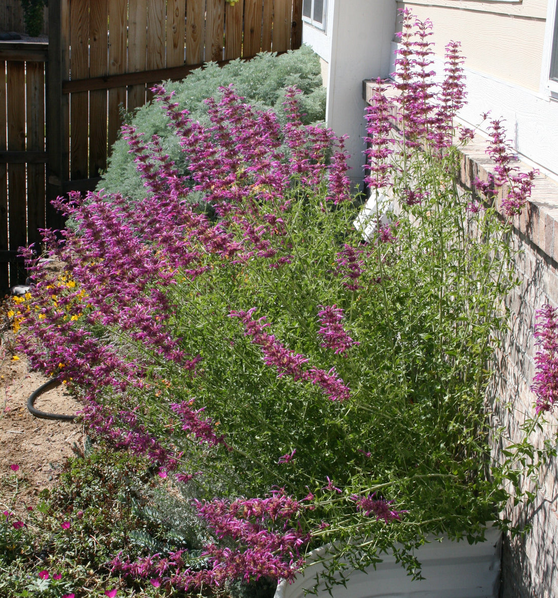 Hummingbird mint Agastache cana mosquito plant