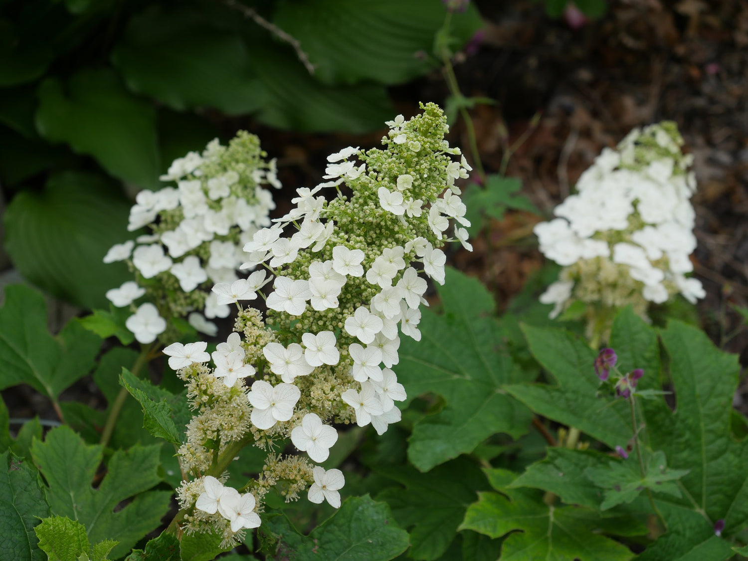 Hydrangea quercifolia &