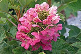 Hydrangea quercifolia &