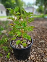 Hydrangea quercifolia &