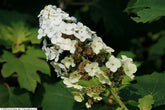 Hydrangea quercifolia &