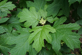 Hydrangea quercifolia &