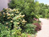 Hydrangea quercifolia &