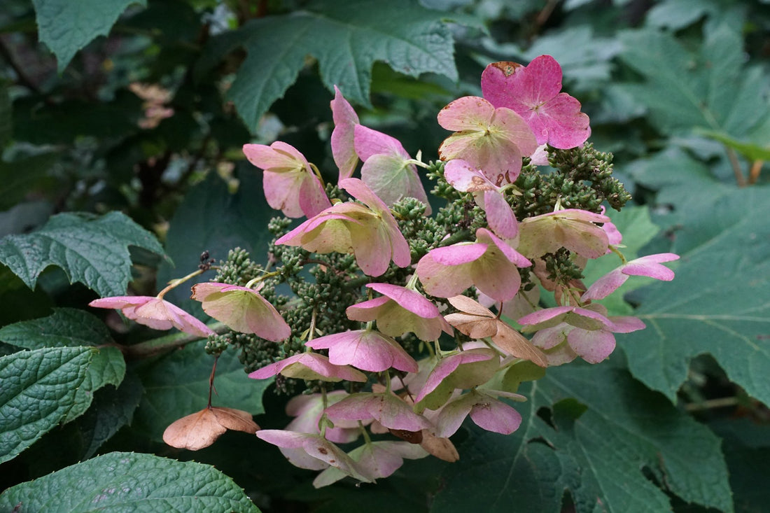 Hydrangea quercifolia &