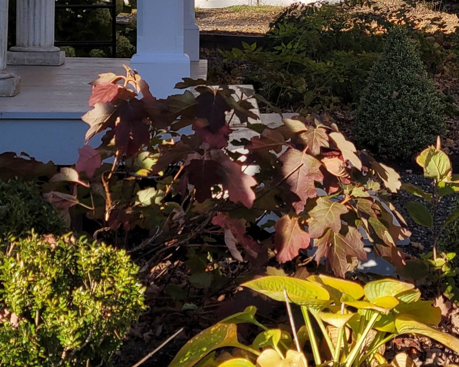 Hydrangea quercifolia &