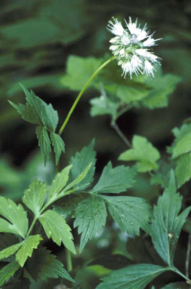 Hydrophyllum virginianum