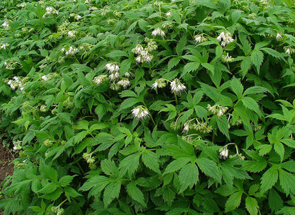 Hydrophyllum virginianum