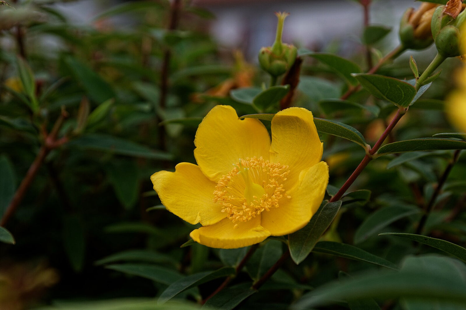 Yellow flower Hypericum androsaemum, commonly known as sweet amber, with green leaves on a blurred natural background