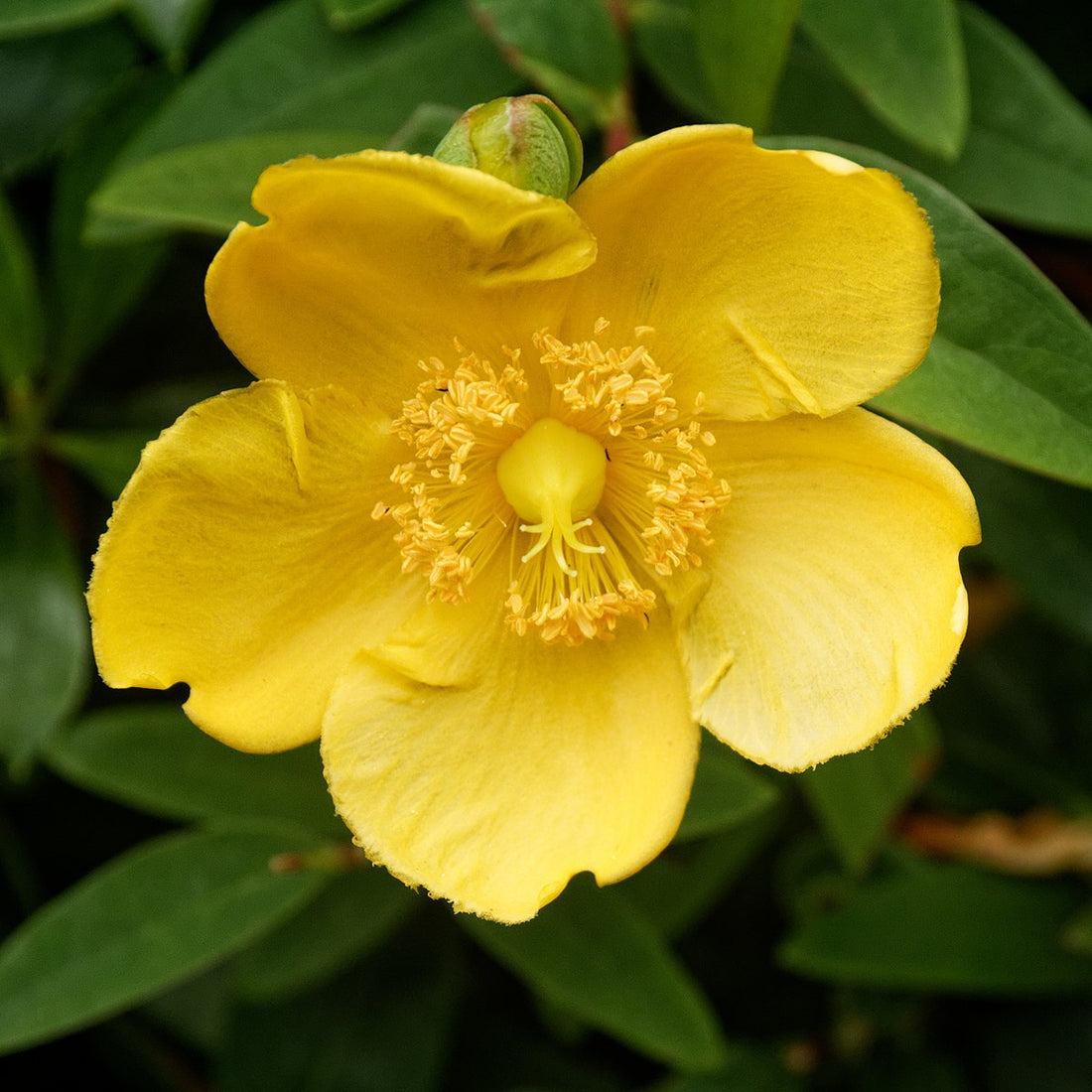Close-up of a bright yellow Hypericum androsaemum, commonly known as sweet amber, flower with green leaves in the background