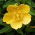 Close-up of a bright yellow Hypericum androsaemum, commonly known as sweet amber, flower with green leaves in the background