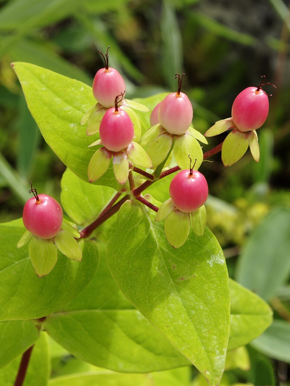 Pink berries of and green leaves on a Hypericum androsaemum, commonly known as sweet amber, plant with a blurred natural background