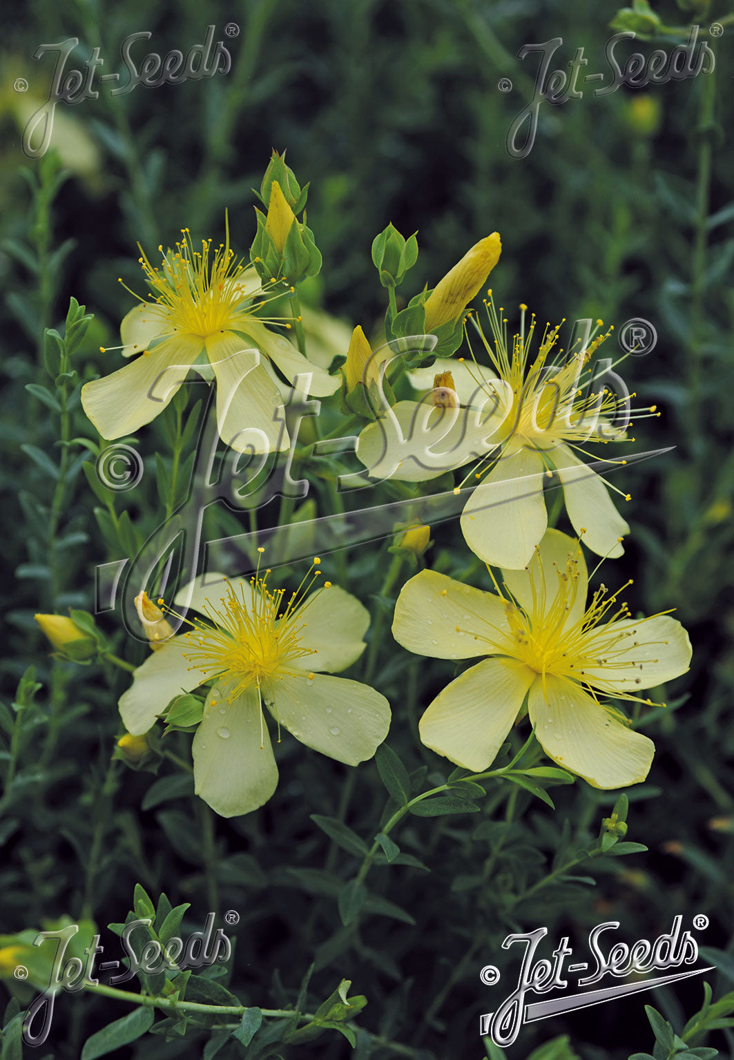 Close-up of yellow Hypericum olympicum &