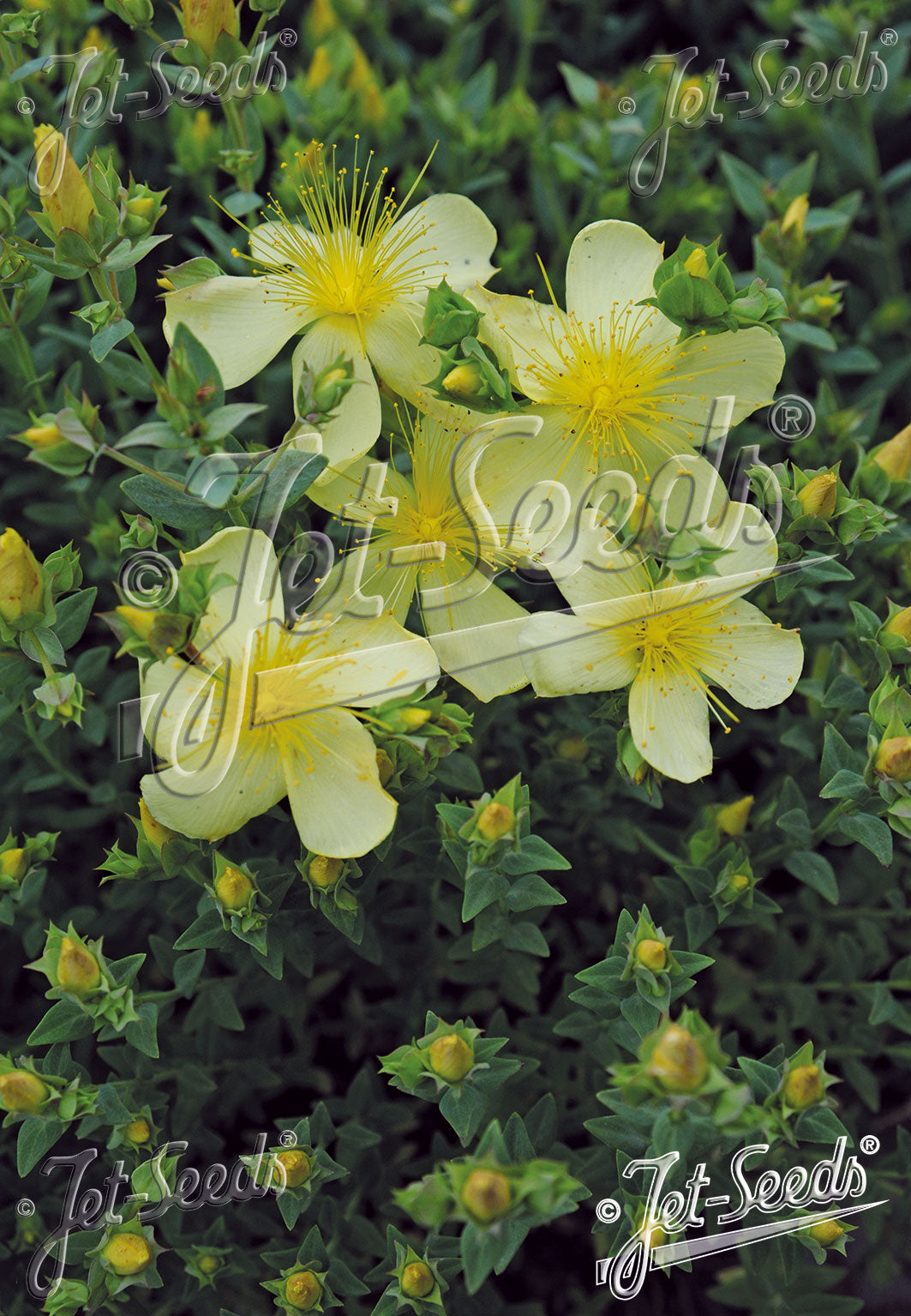 Close-up of yellow Hypericum olympicum &