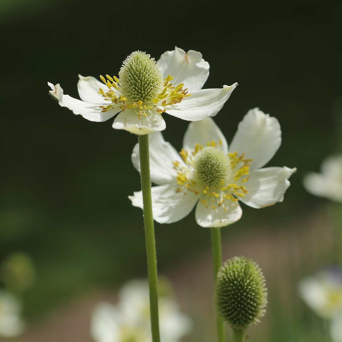 Anemone virginiana (thimbleweed) flowers