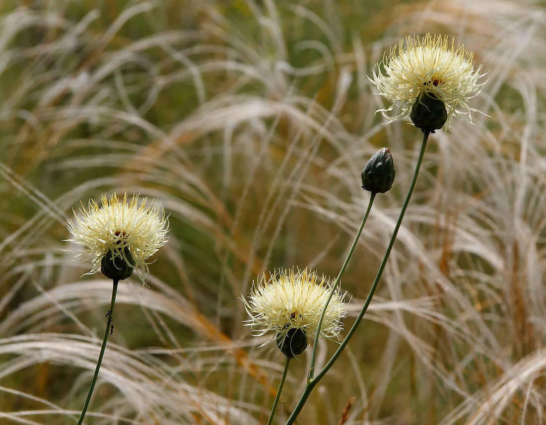 Centaurеa ruthеnica (Russian knapweed)