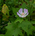 A single pink Iliamna remota, commonly known as Kanakee mallow, flower with a white center, surrounded by green leaves with a blurred background.