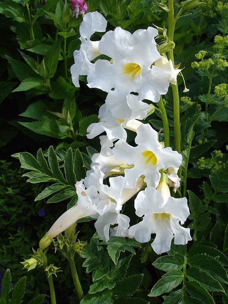 Incarvillea delavayi 'Alba'