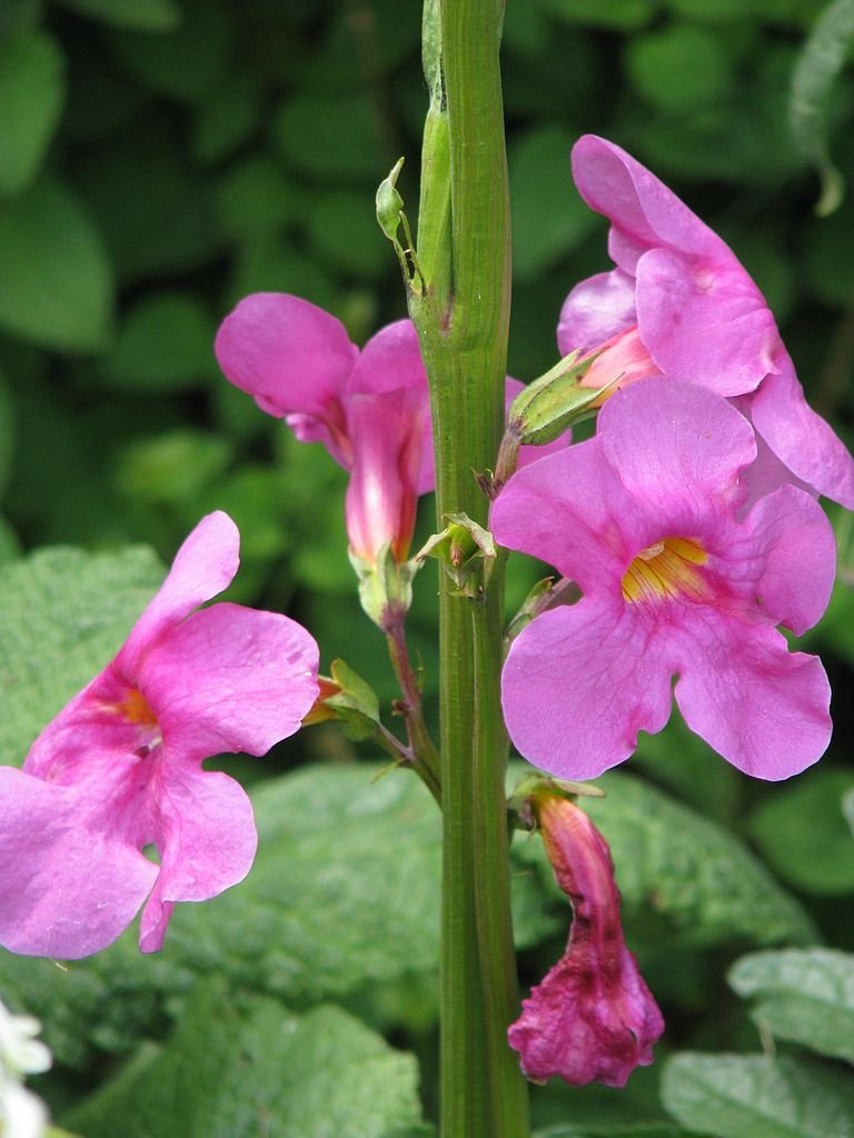 Incarvillea delavayi (hardy gloxinia)