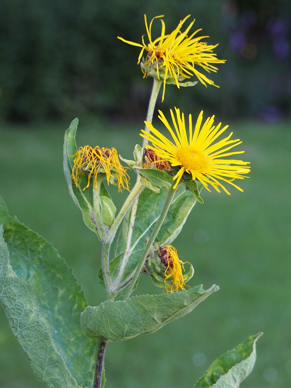 Yellow Inula helenium, commonly known as elecampane, flowers with green leaves on a blurred green background
