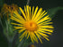 Close-up of a bright yellow Inula helenium, commonly known as elecampane, flower with a dark background