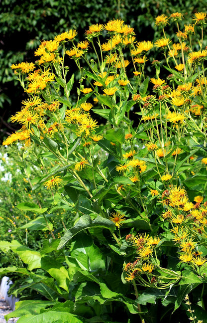 Yellow Inula helenium, commonly known as elecampane, flowers with green leaves in a natural setting