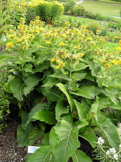 Green  Inula helenium, commonly known as elecampane,  plants with yellow flowers in a garden setting