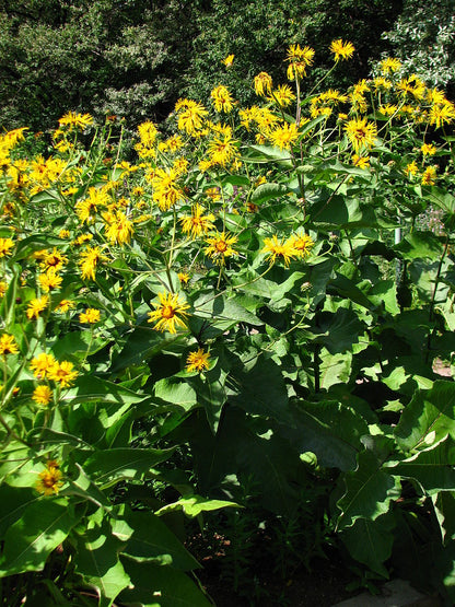 Inula magnifica (magnificent elecampane) form