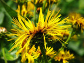 Inula magnifica (magnificent elecampane) flower