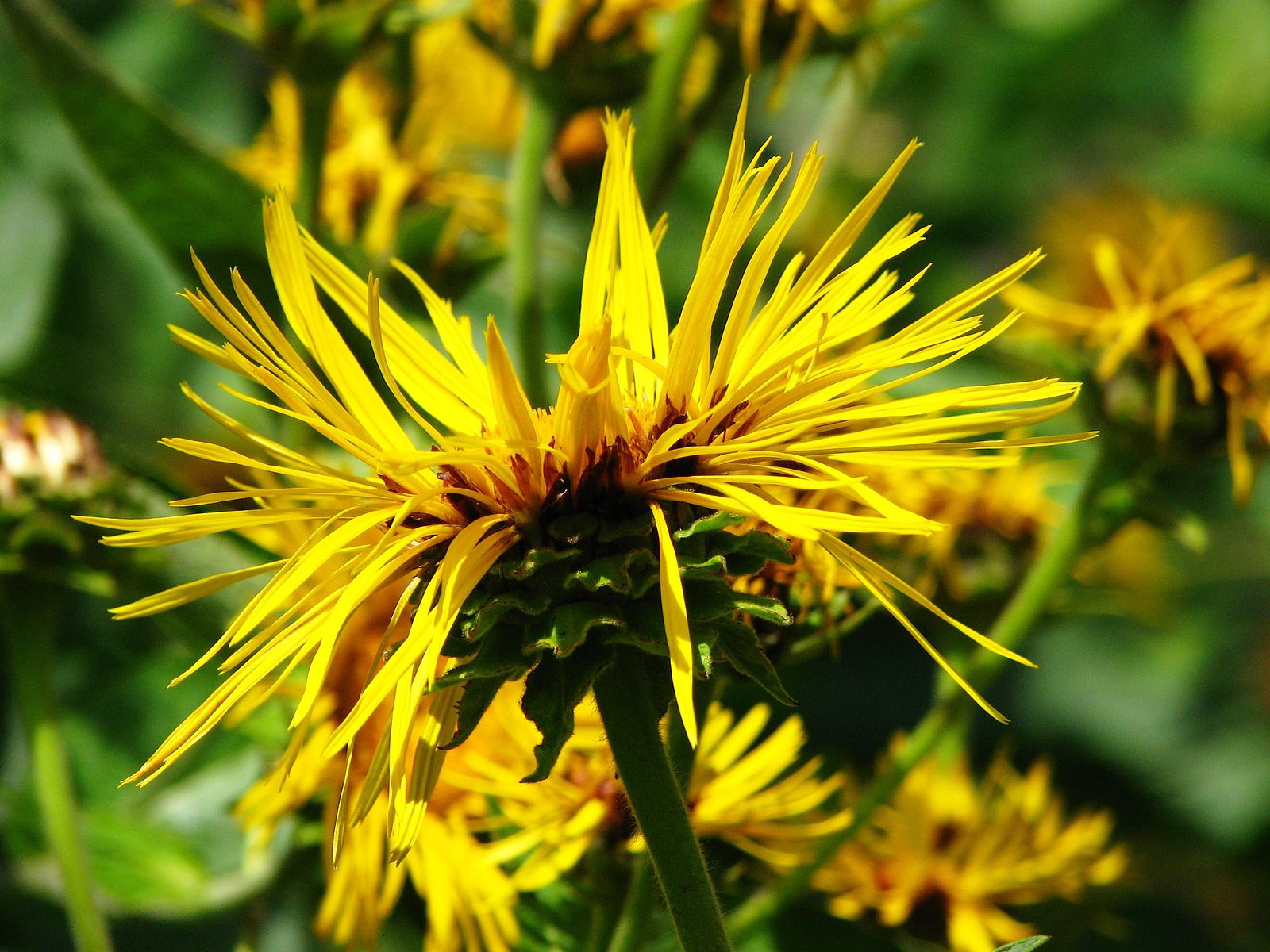 Inula magnifica (magnificent elecampane) flower