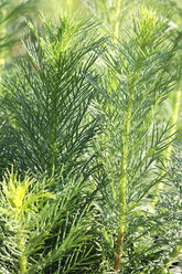 Ipomopsis rubra (standing cypress) foliage