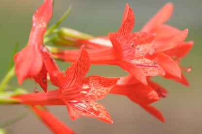 Ipomopsis rubra (standing cypress) blooms