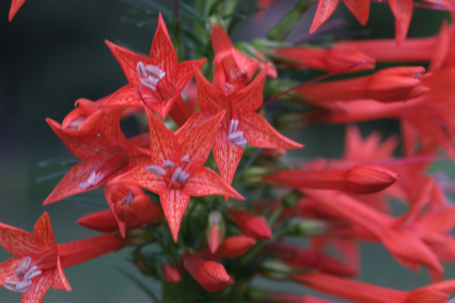 Close up of red Standing cypress (Ipomopsis rubra) blooms against a dark background