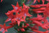 Close up of red Standing cypress (Ipomopsis rubra) blooms against a dark background