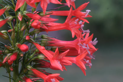 Close up of red Standing cypress (Ipomopsis rubra) blooms against a dark background