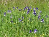 Field of tall green grass with purple Iris sibirica (Siberian iris) flowers and small yellow flowers.